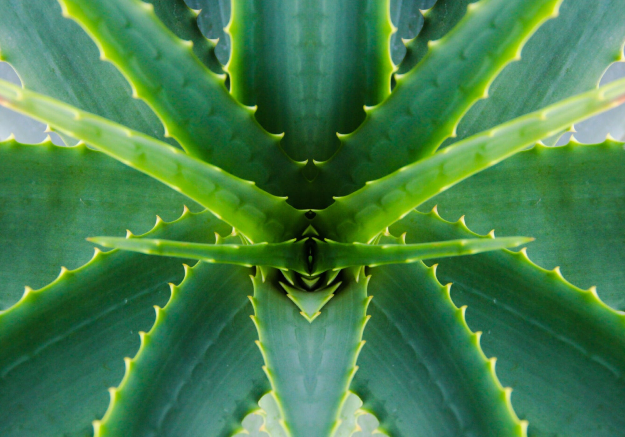 Is Aloe Vera Good For Radiation Dermatitis?