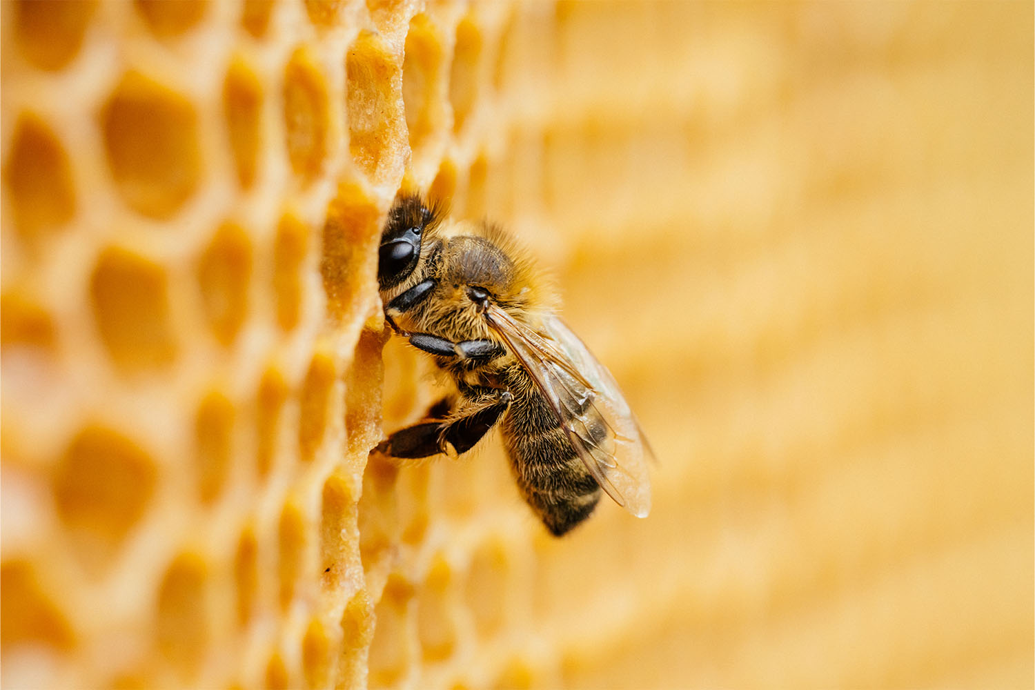 New Beeswax - Same Skin Salvation!