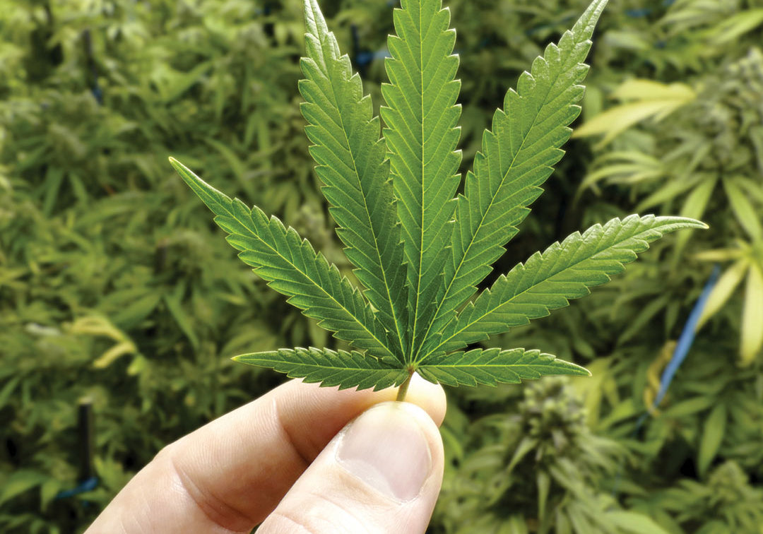 How Can I Use Hemp Oil For My Skin?