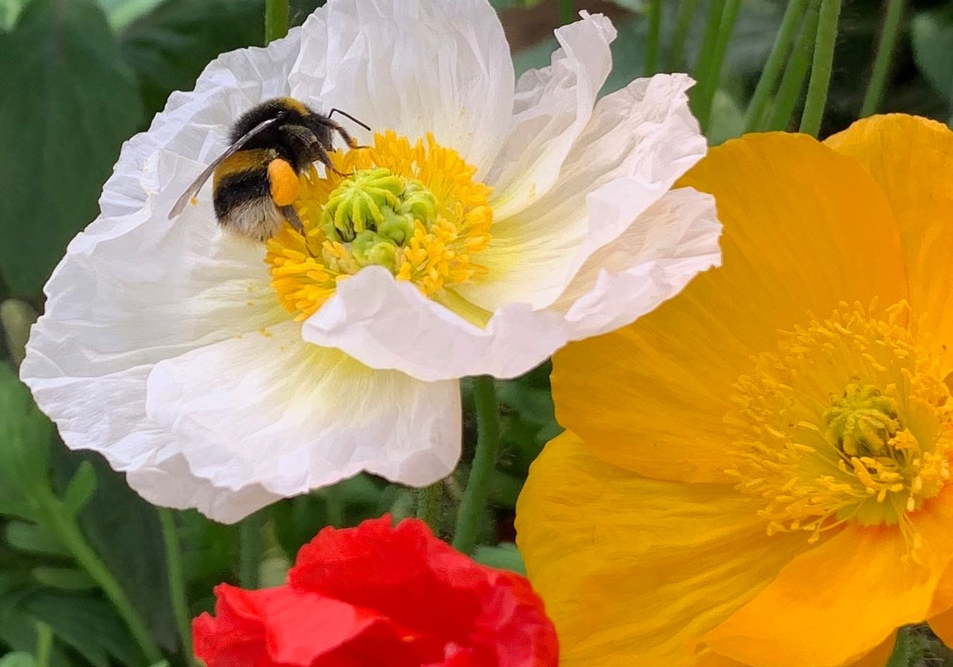 Bee More Balmonds