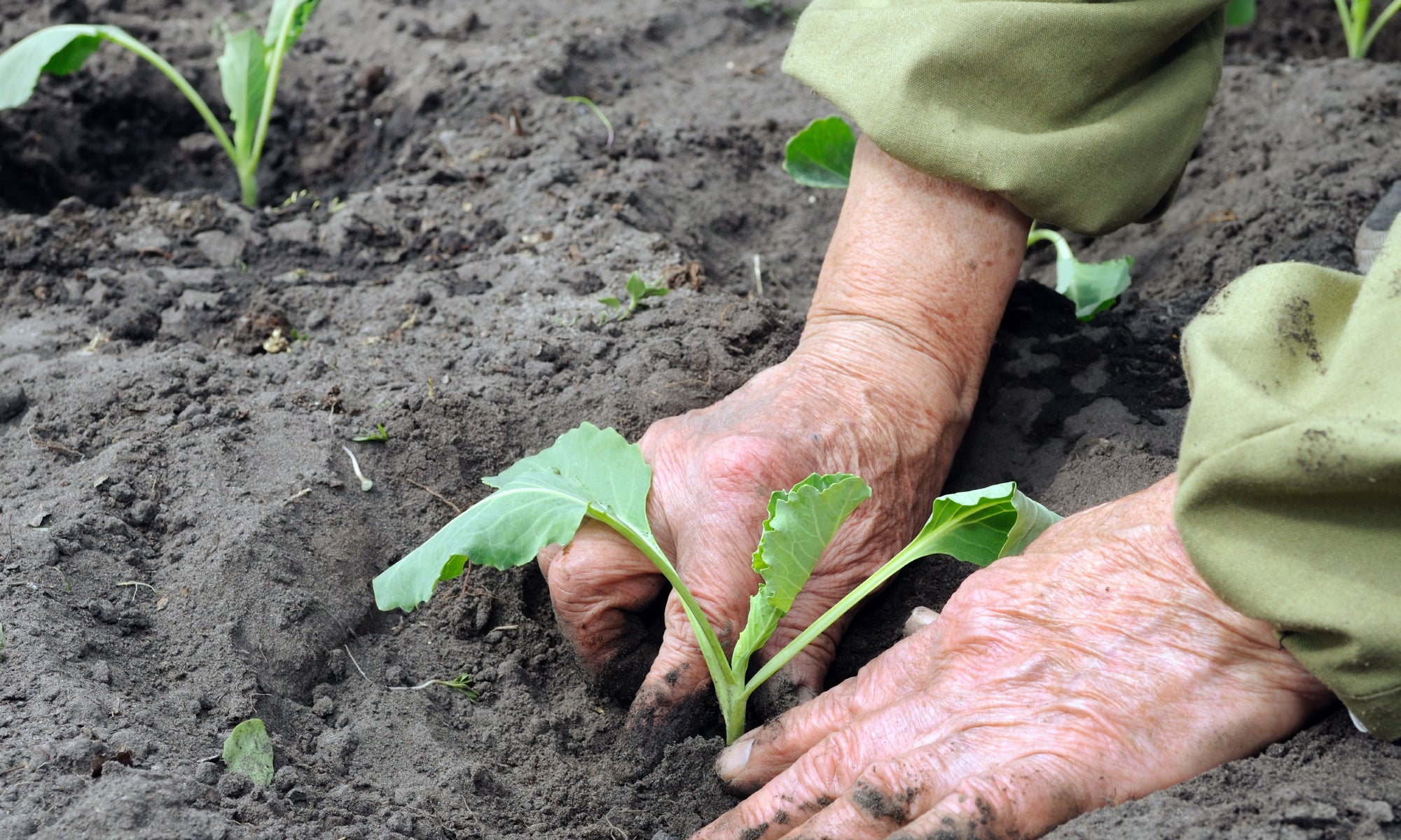 What Is The Best Hand Cream For Gardeners' Hands?