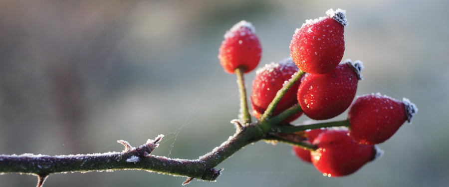 Rosehip To The Rescue: How  Rosehip Oil Works For Winter Skin